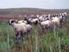 sheep-1