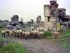 sheep-2
