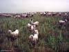 sheep-3