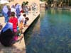 sacred-pool-at-sanliurfa-02